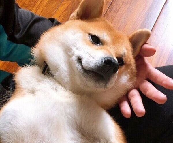 飼い主さんに甘えるつむちゃん