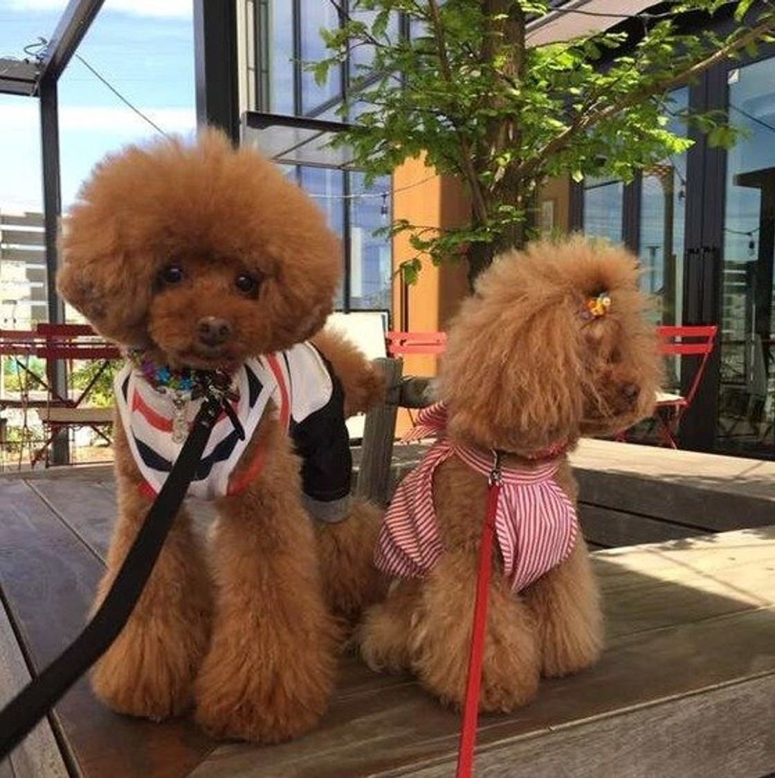 トイ プードルのカットなどお手入れのコツ 可愛いカットスタイル いぬのきもちweb Magazine トイ プードルのカットなどお手入れのコツ 可愛いカットスタイル いぬのきもちweb Magazine