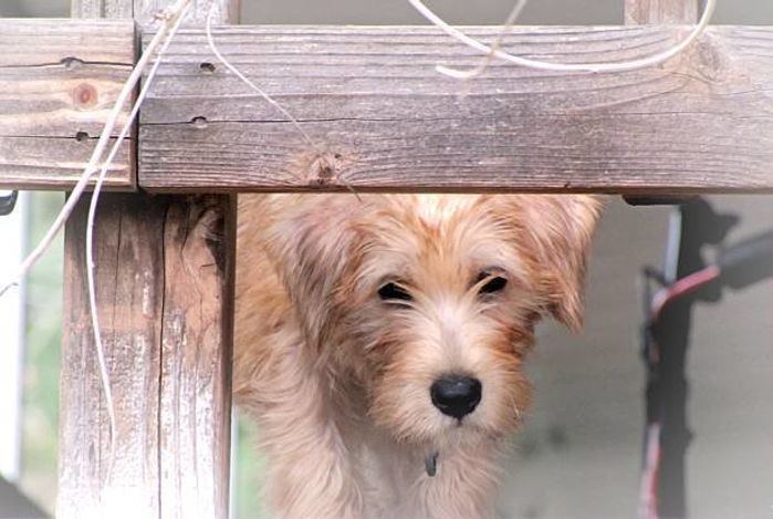 アイリッシュ・ソフトコーテッド・ウィートン・テリア