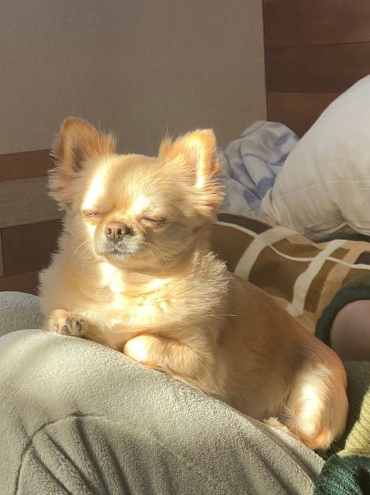 ひざの上でくつろぐてんくん