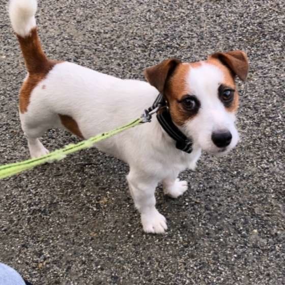 ジャック・ラッセル・テリア