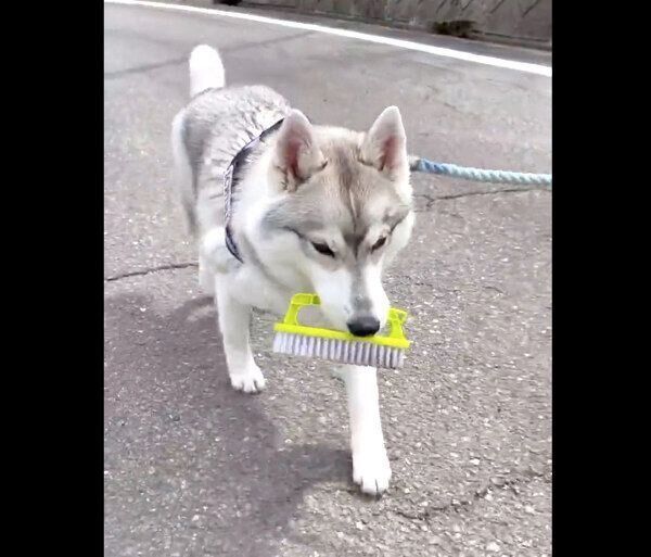 ブラシをくわえながらお散歩をするいちみちゃん