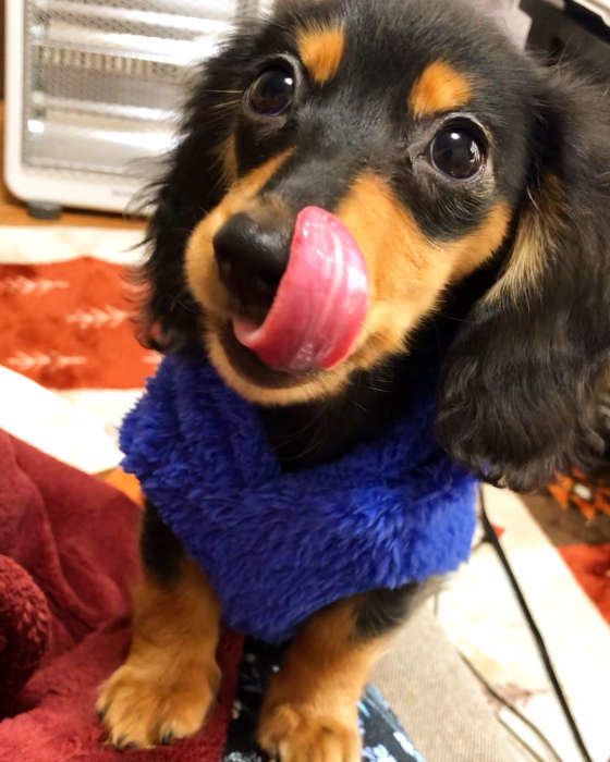 ダックスフンド