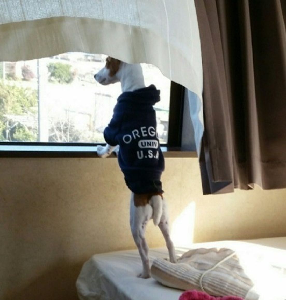 吠える時の愛犬が伝えたいコトとは 無駄吠え解消ワザ いぬのきもちweb Magazine 吠える時の愛犬が伝えたいコトとは 無駄吠え解消ワザ いぬのきもちweb Magazine