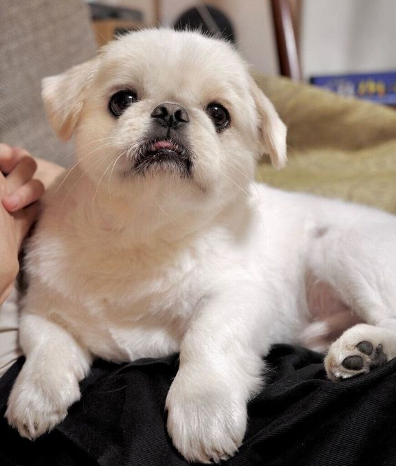 赤ちゃん顔が可愛いムーチョくん