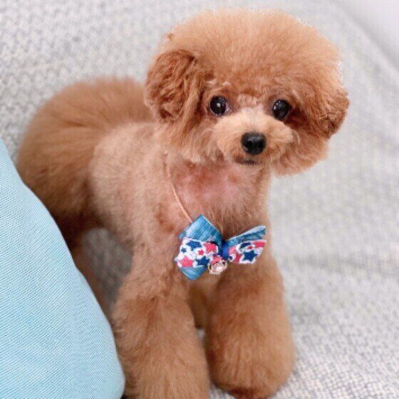 トイ・プードルのマリン（Marine）ちゃん♪