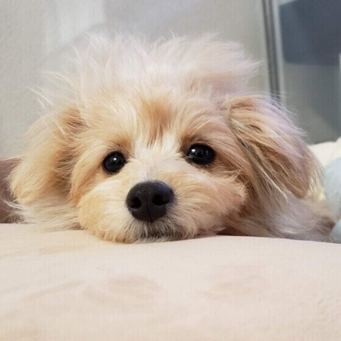 犬が決まった時間に鳴くのはなぜ 犬の不思議な4つの行動を解説 いぬのきもちweb Magazine 犬が決まった時間に鳴くのはなぜ 犬の不思議な4つの行動を解説 いぬのきもちweb Magazine