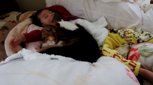 添い寝するコーギー