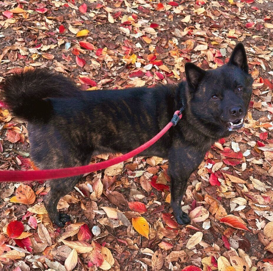 散歩を楽しむ斬九郎くん