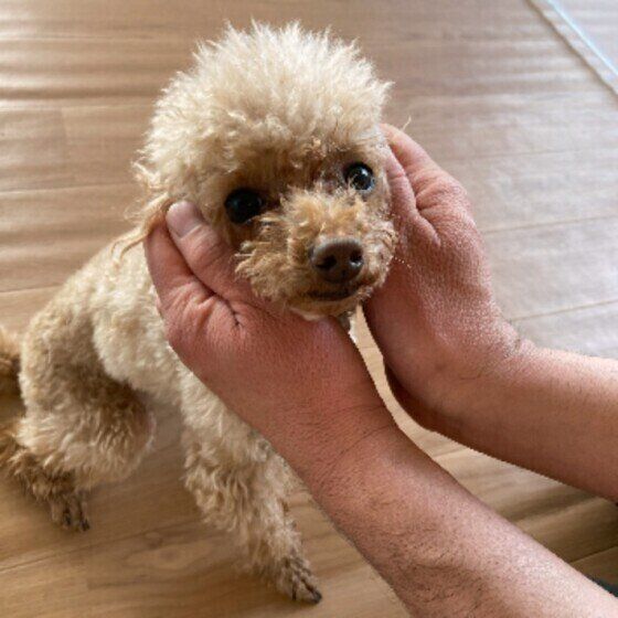 体にできものがないかチェックしてみよう！病気の早期発見のためにできること いぬのきもち