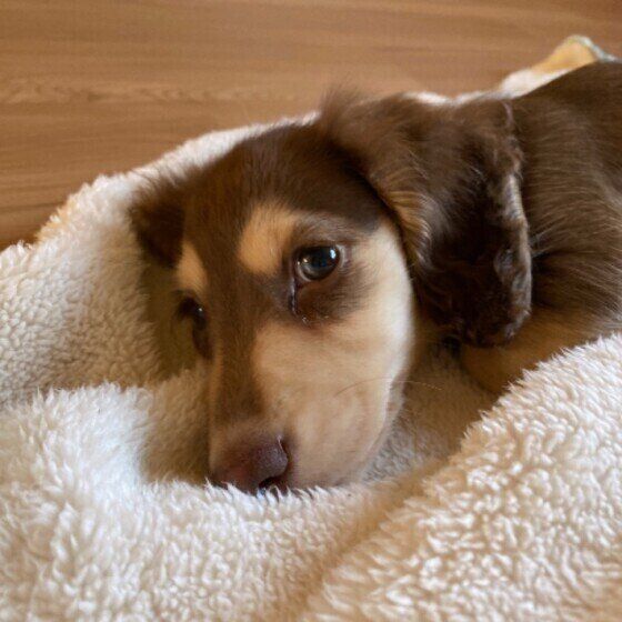 犬のヒートショックって何？寒暖差に気をつけよう いぬのきもち