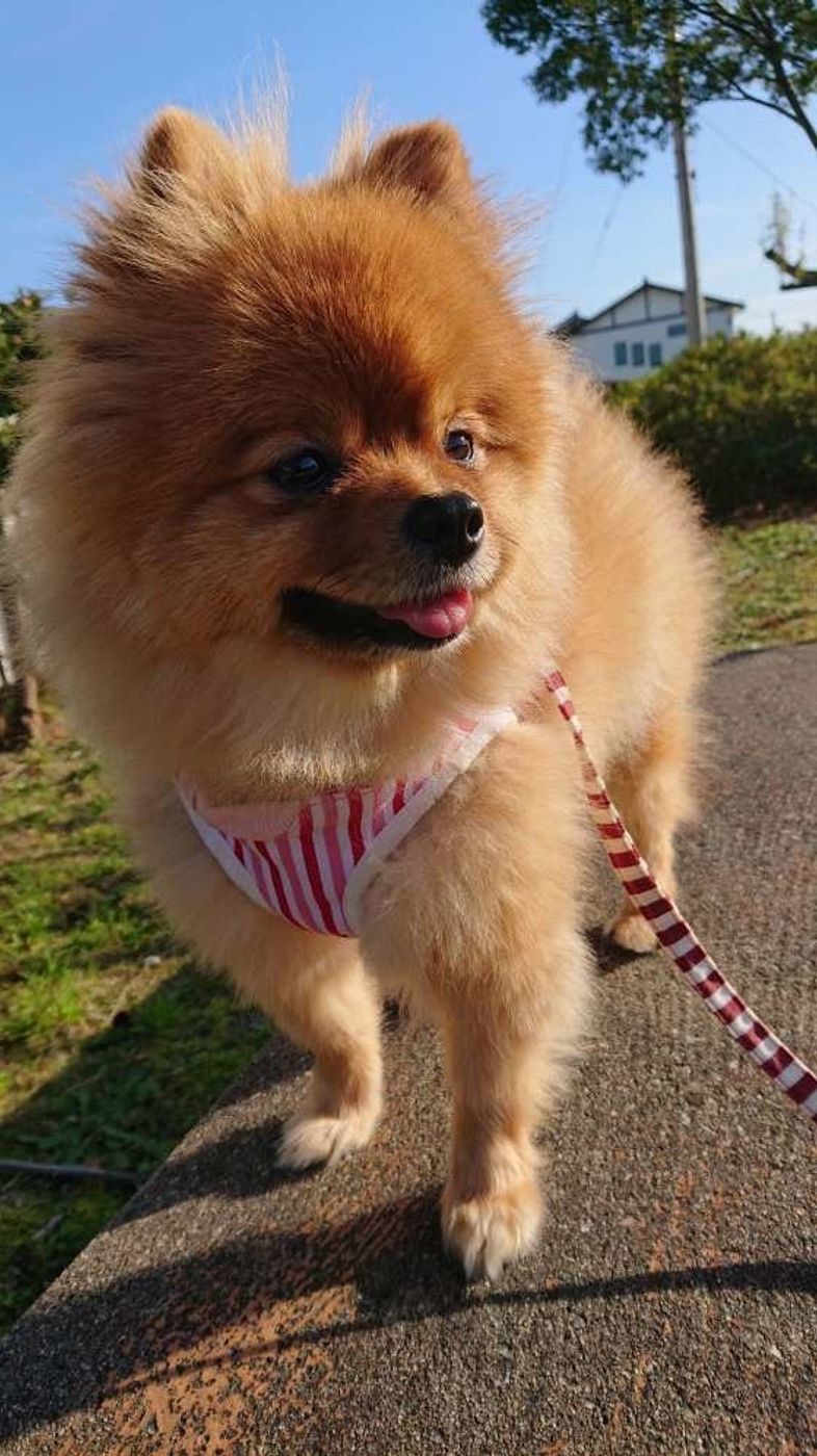 獣医師監修 ポメラニアンのオレンジって 可愛い画像集つきでご紹介 いぬのきもちweb Magazine 獣医師監修 ポメラニアンのオレンジって 可愛い画像集つきでご紹介 いぬのきもちweb Magazine
