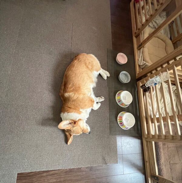 3才のモカちゃん