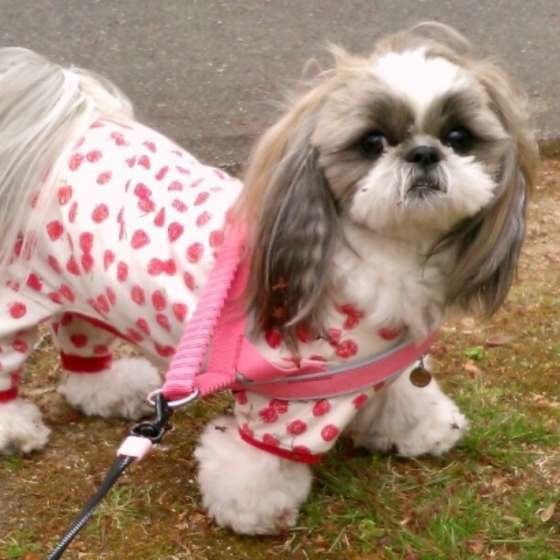 お散歩するシー・ズー