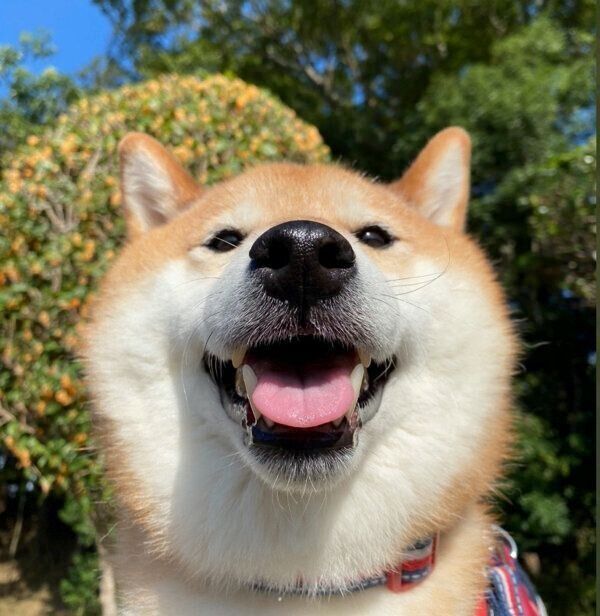 微笑むぽてとくん