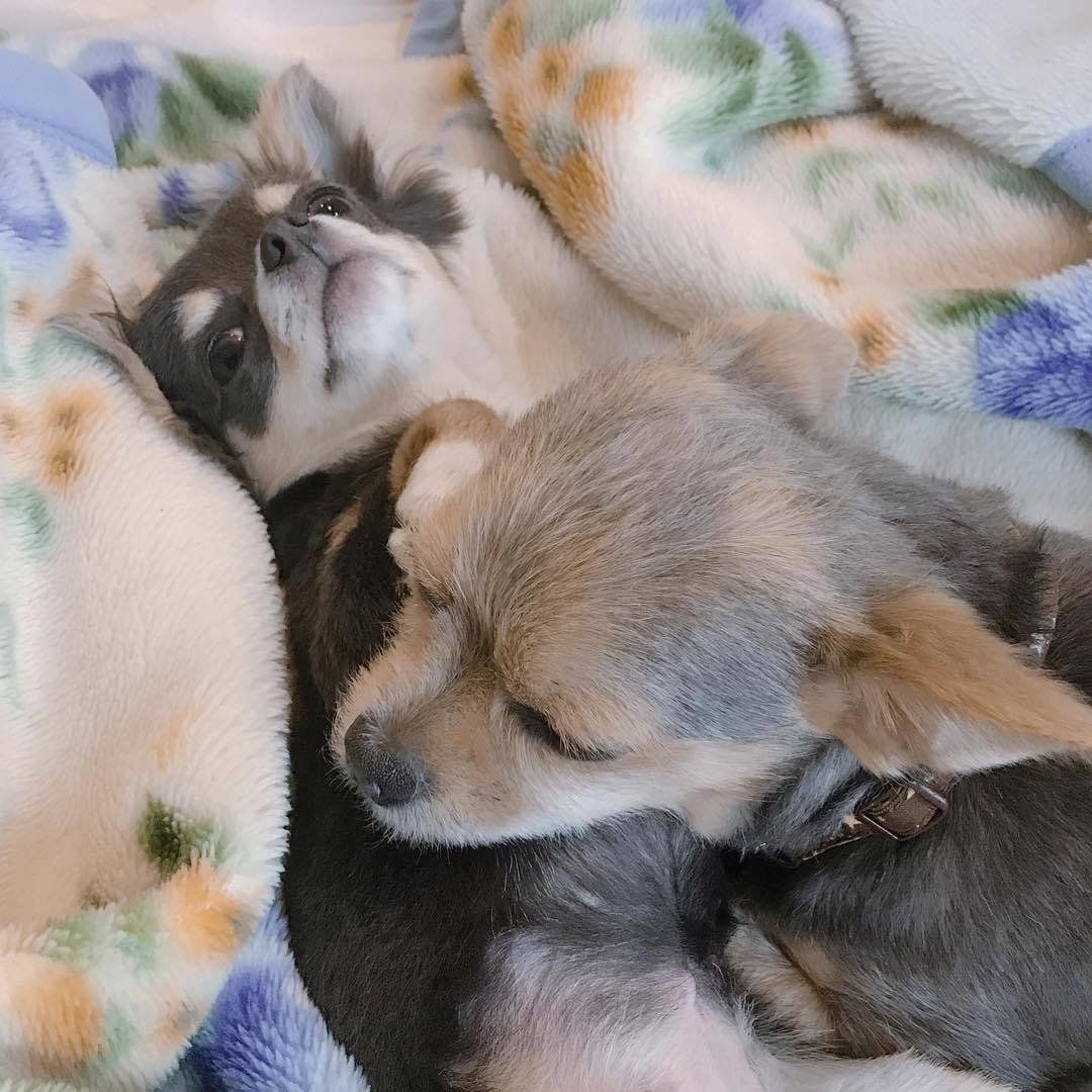 チワワとミックス