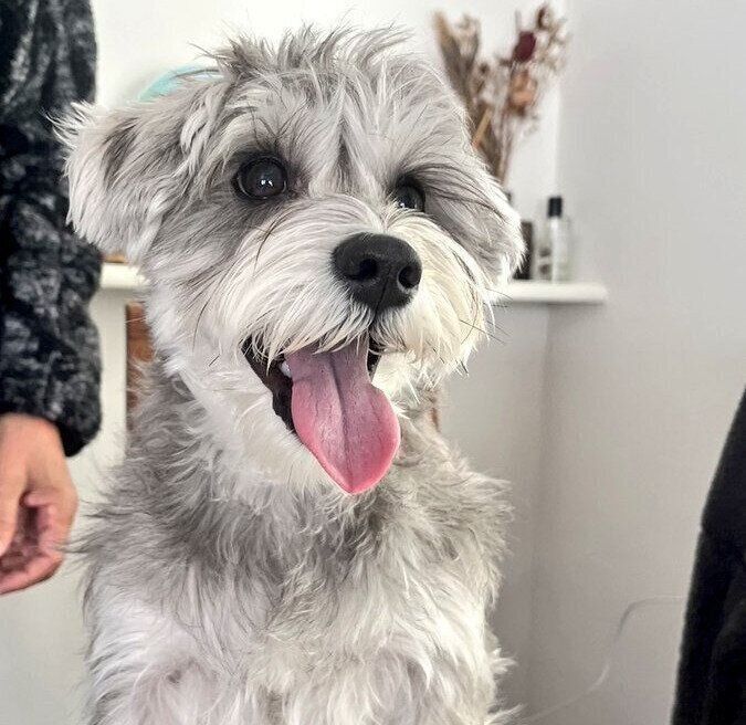 笑顔で舌を出すペレくん