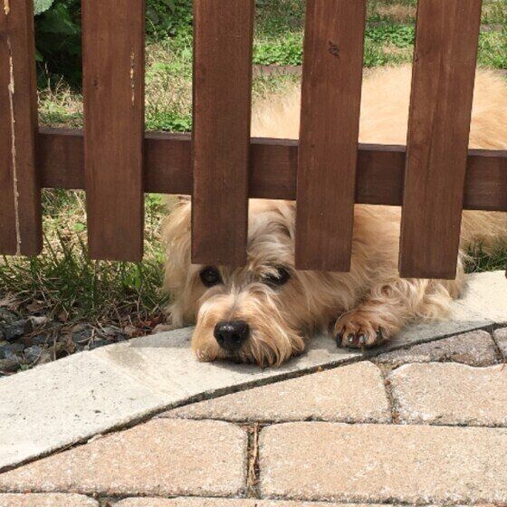 ノーリッチ・テリア