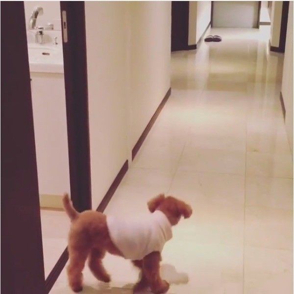 トイ・プードル