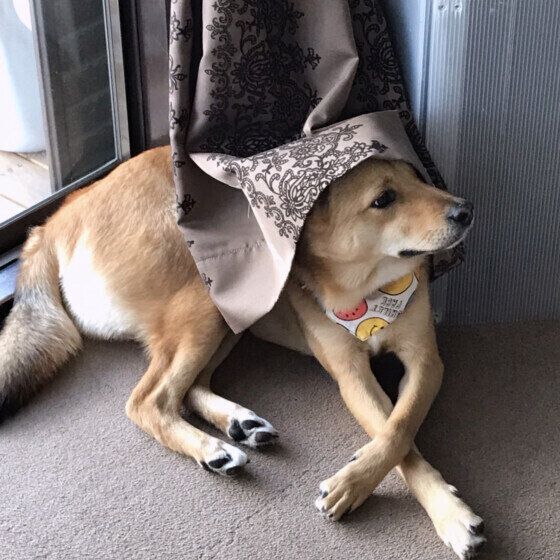 カーテンを被る塁君