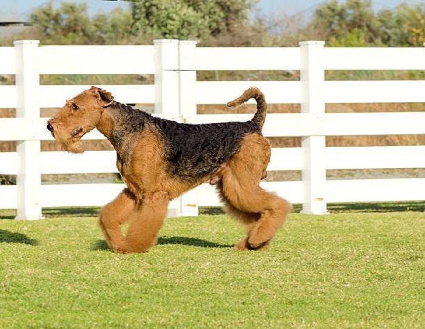 エアデール テリアの特徴と性格 飼い方 価格相場など 犬図鑑 いぬのきもちweb Magazine エアデール テリアの特徴と性格 飼い方 価格相場など 犬図鑑 いぬのきもちweb Magazine