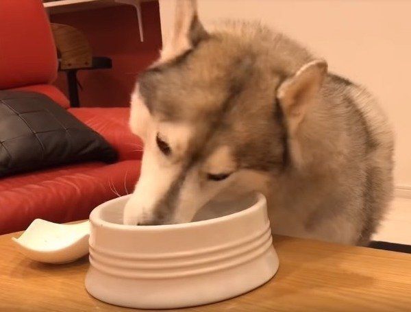 シベリアン・ハスキー