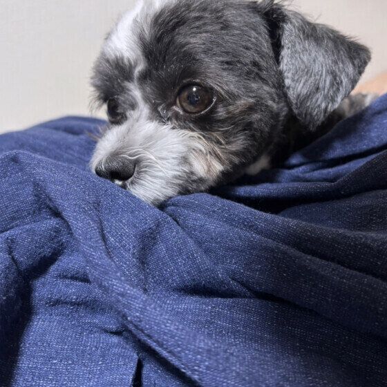 あごを乗せる小型Mix犬