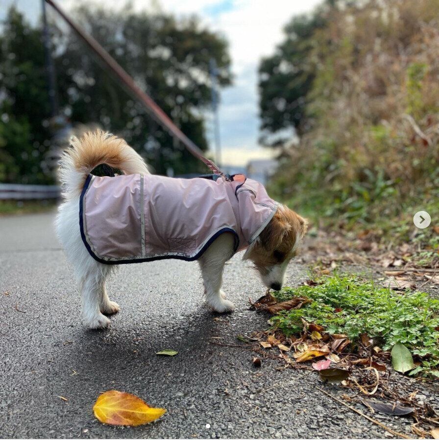 カッパを着て散歩をするルルちゃん（ジャック・ラッセル・テリア）