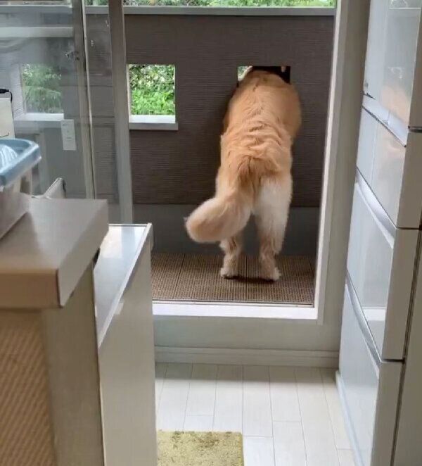 外を眺めるコメちゃん