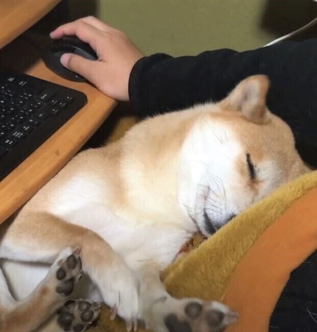 膝の上で眠る柴犬