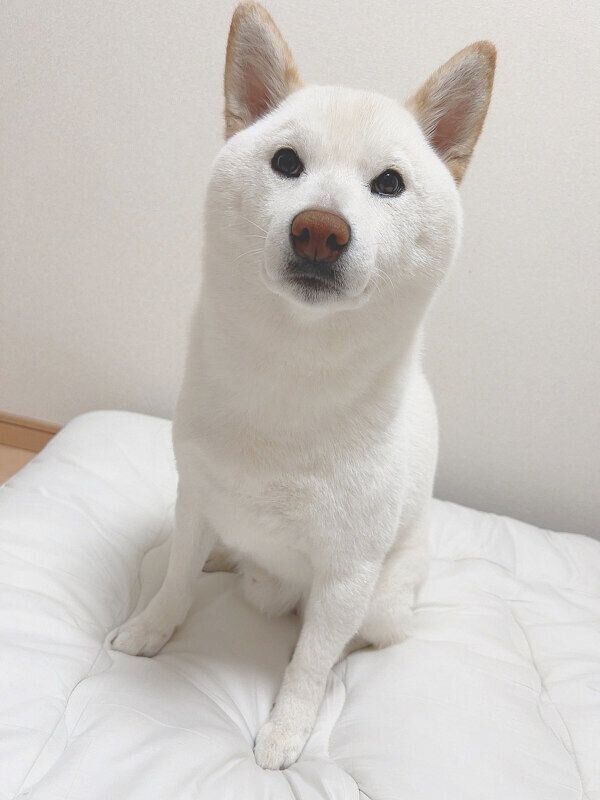 見つめるもち吉くん