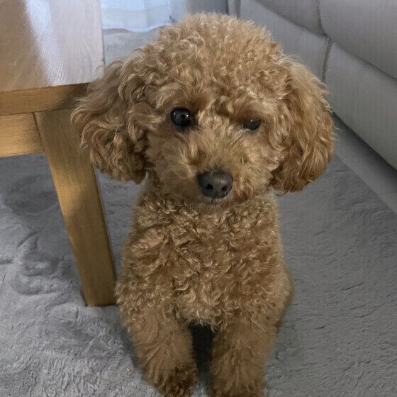 トイ・プードルのれんくん♪