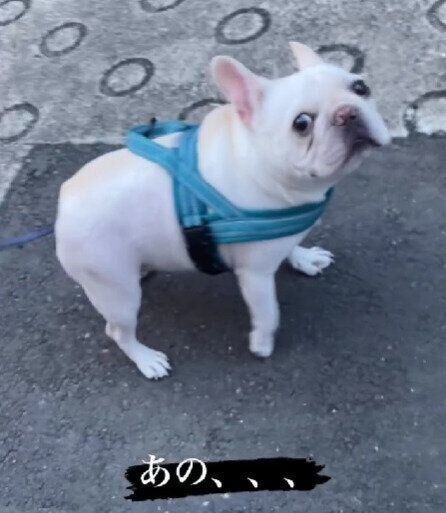 飼い主さんにリードが当たることを伝えるぱむたろうくん