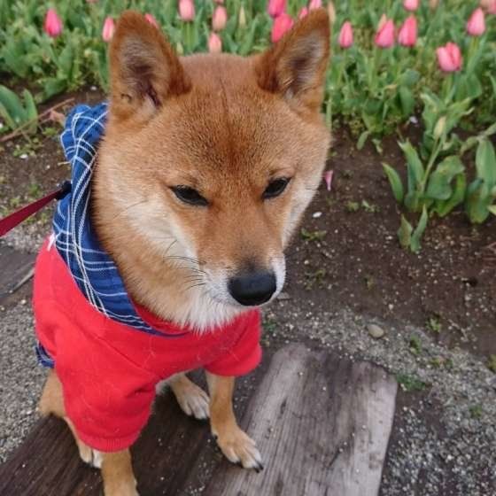 柴のバーディくん