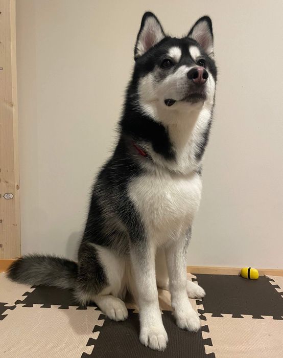 「柴犬と呼ばれた」日から100日が経過したおとびくんの様子