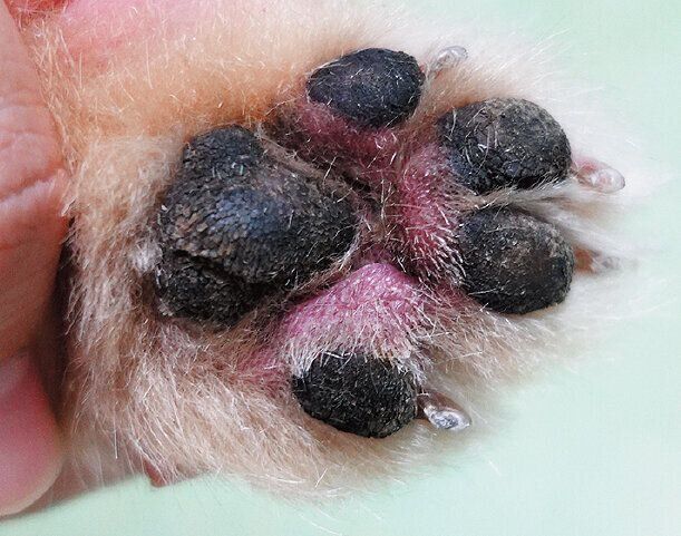 写真提供／若山動物病院