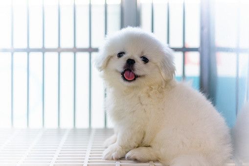 ペキニーズの特徴 性格 最新価格と飼い方 いぬのきもち 犬図鑑 いぬのきもちweb Magazine