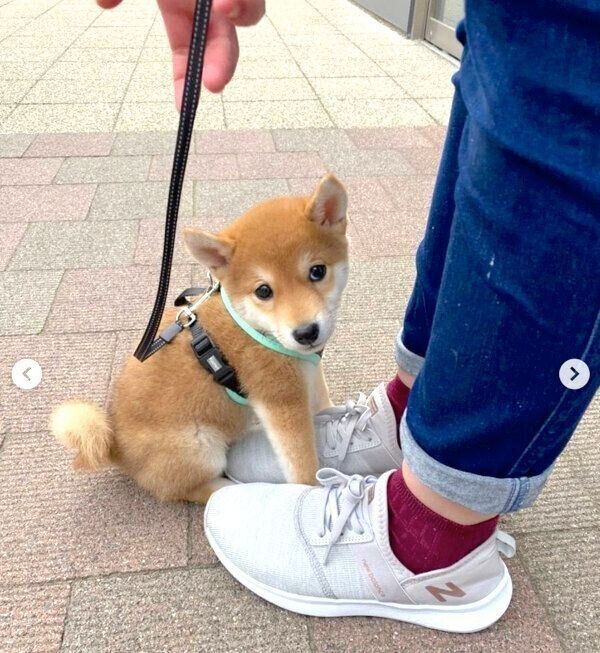 初めて地面に下りたきなこちゃん