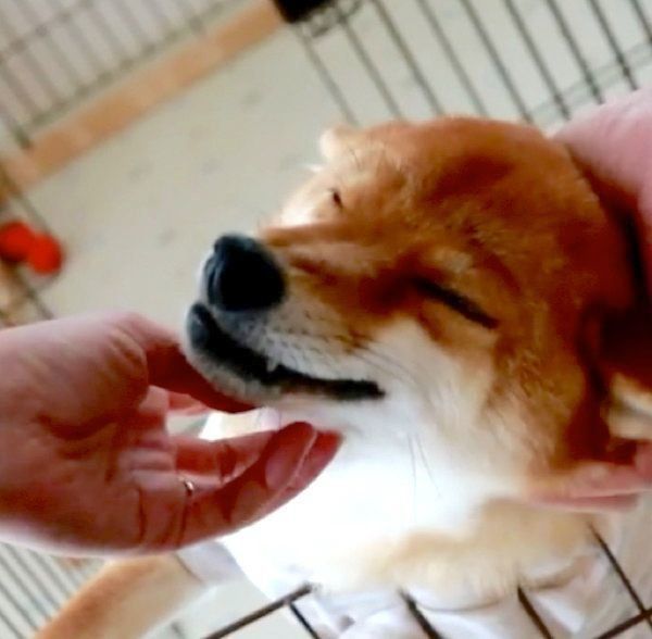 撫でられるのが好きな柴犬