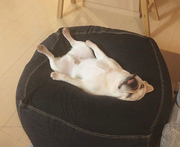 眠るフレンチ・ブルドッグ