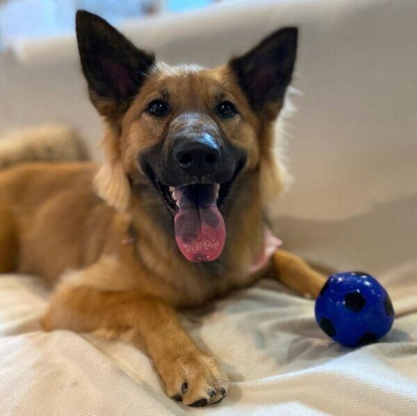 笑顔を見せるくま子ちゃん