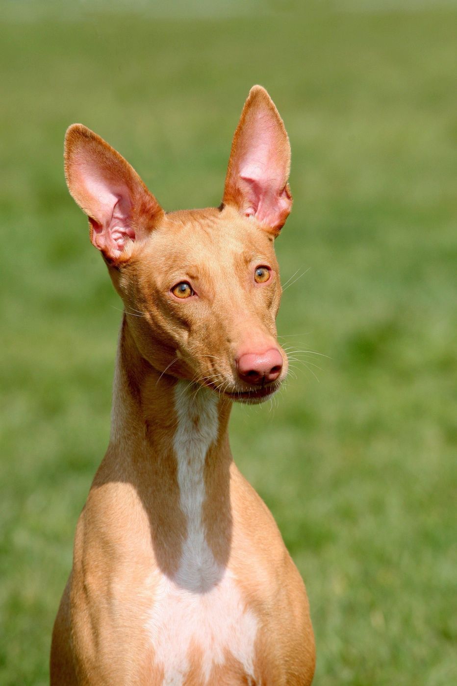 ファラオ ハウンドの特徴と性格 飼い方 価格相場など 犬図鑑 いぬのきもちweb Magazine ファラオ ハウンドの特徴と性格 飼い方 価格相場など 犬図鑑 いぬのきもちweb Magazine