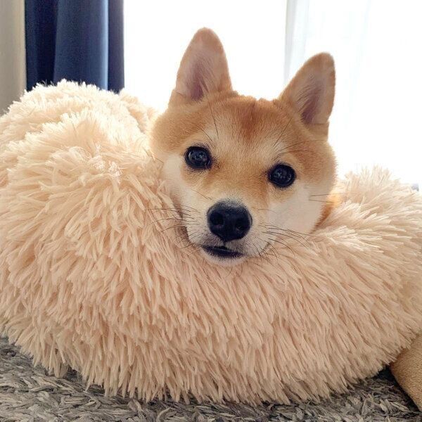 見つめるきなこちゃん