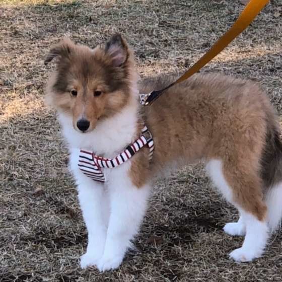 散歩するシェットランド・シープドッグ