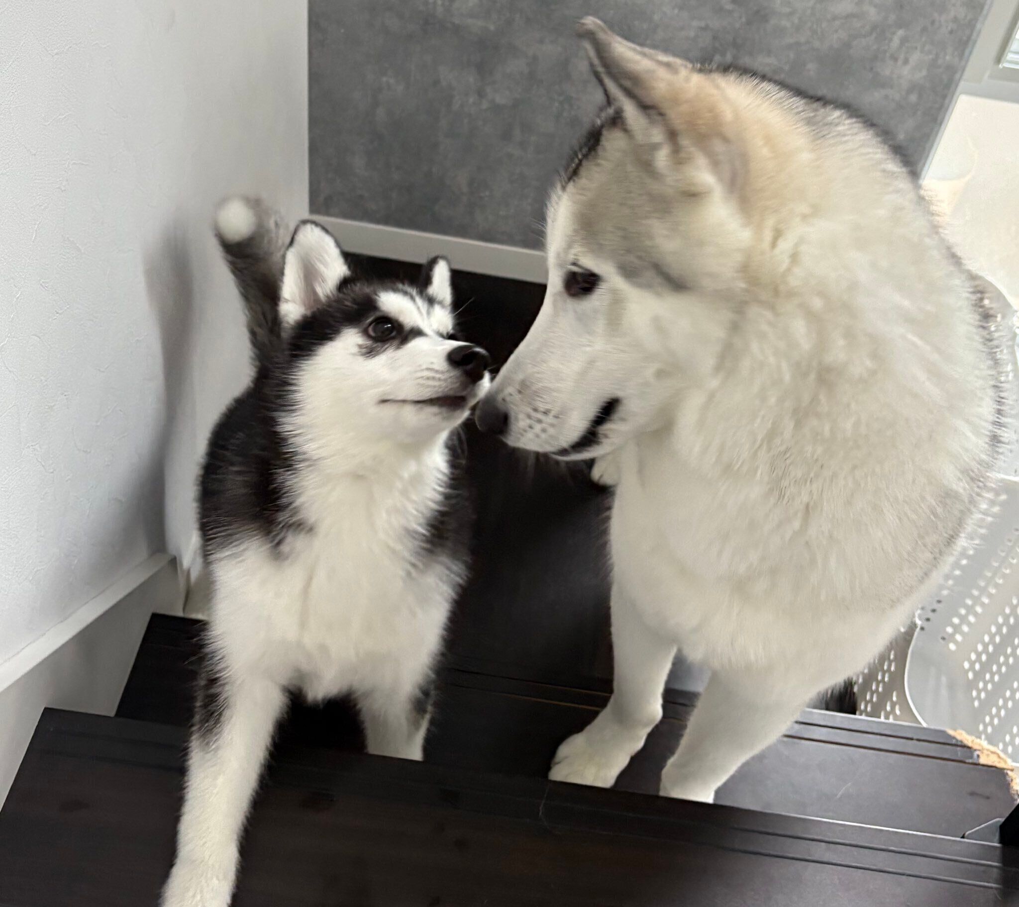 ごまちゃんをお迎えした翌日の光景