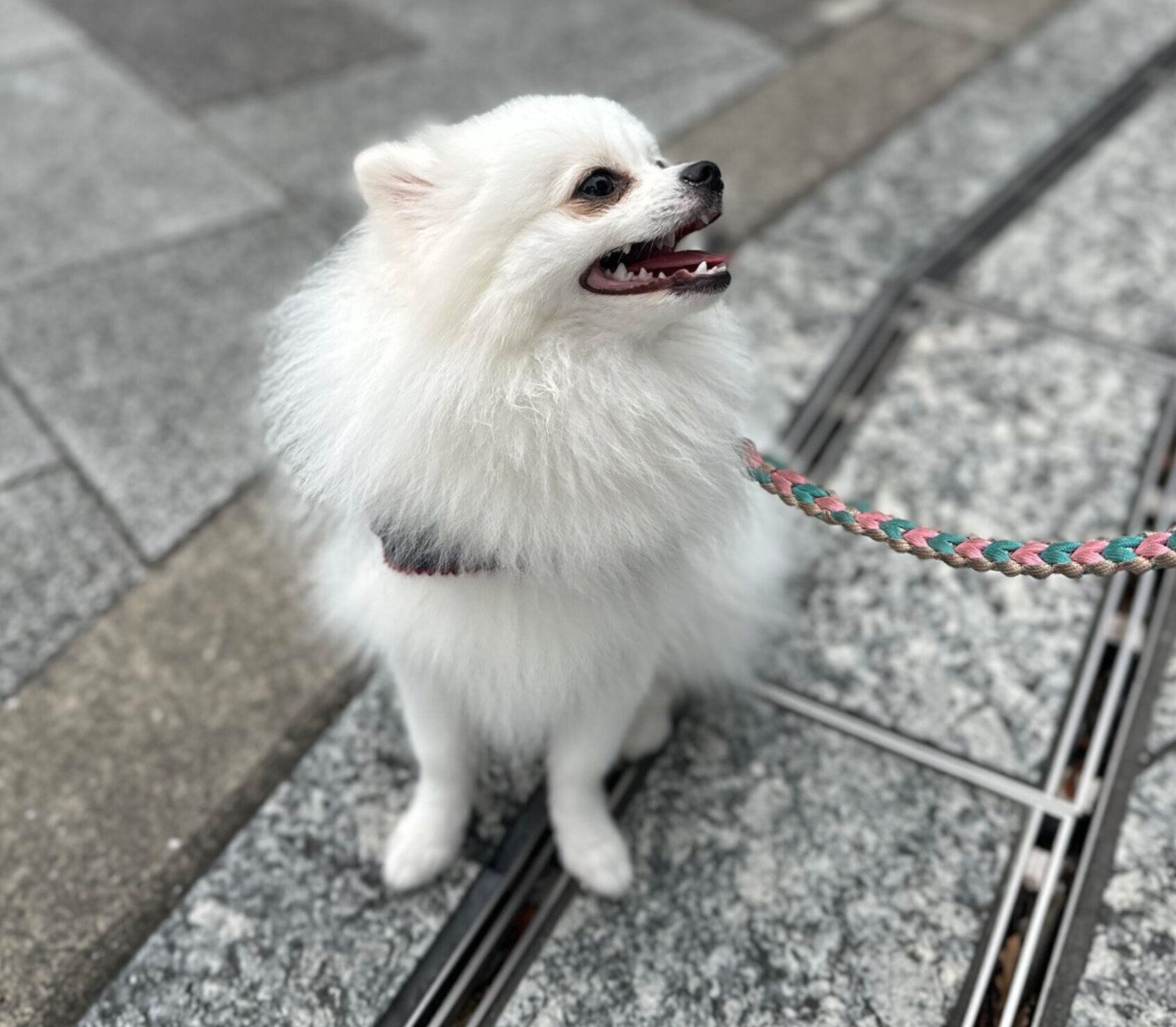 散歩中に笑顔を見せるこっぺちゃん