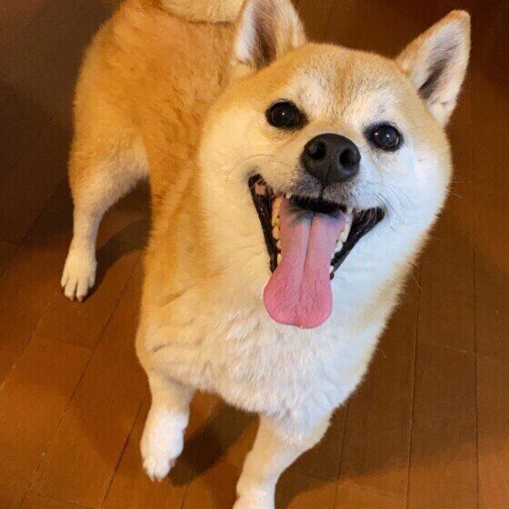 大きく口を開けて舌を出し、笑っているような表情の茶色い柴犬