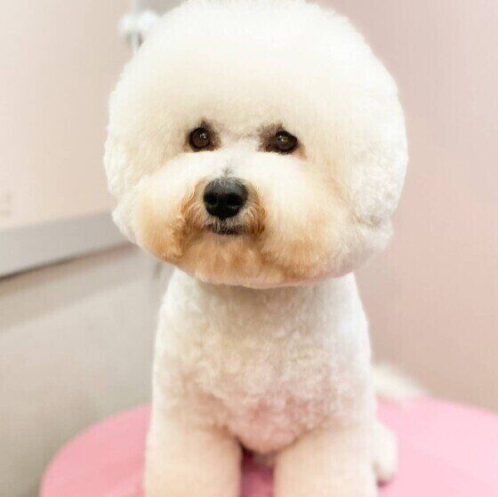 トリミングしたビション・フリーゼのジミンくん