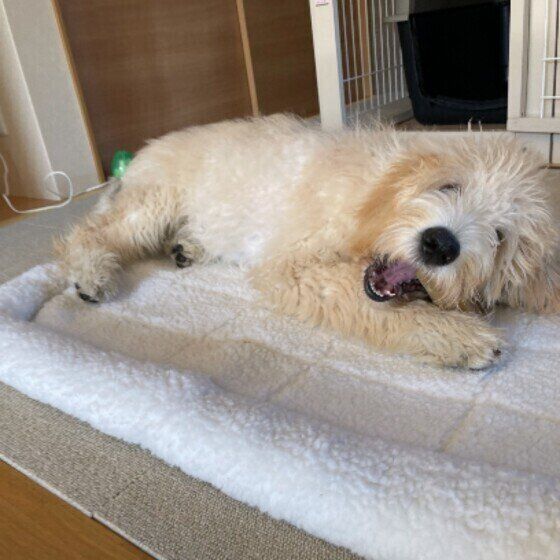 徐々に進行する変形性関節症とは？犬の歩き方に注意！ いぬのきもち