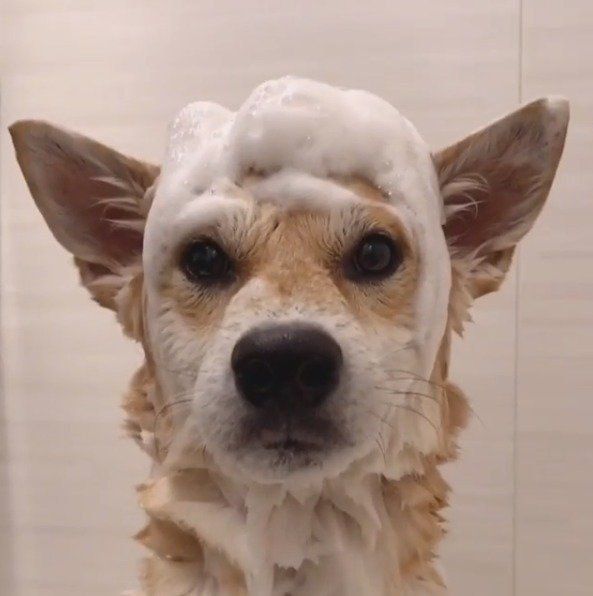 シャンプー中の柴犬ハルくん